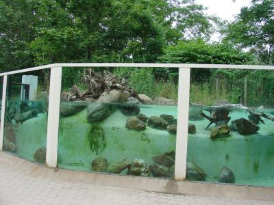 Loutre d'Asie - 2004