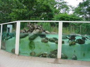Loutre d'Asie