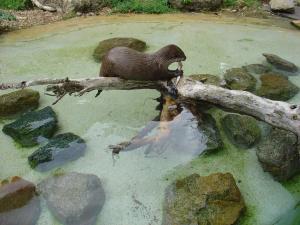 Loutre d'Asie