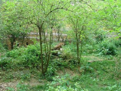 Léopard du Sri Lanka - 2004