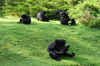 Siamang - 2004