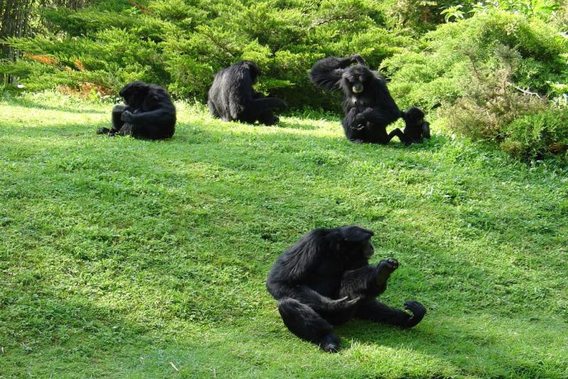 Siamang