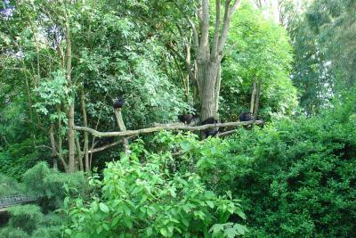 Tamarin à mains rousses - 2004