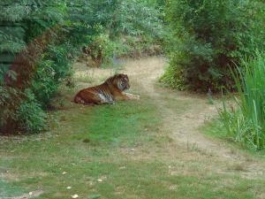 Tigre de Sumatra