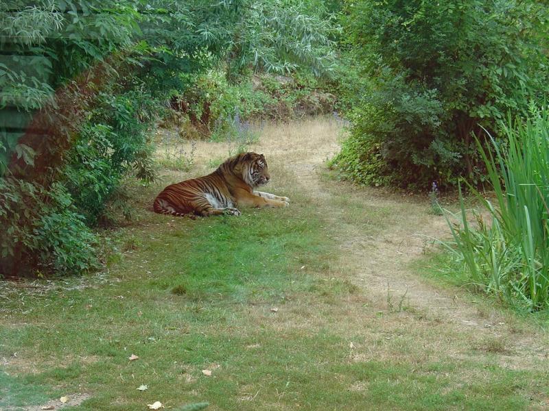 Tigre de Sumatra