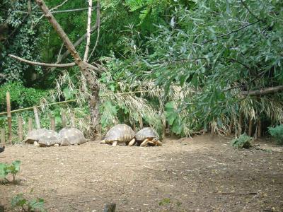 Tortue radiée - 2004