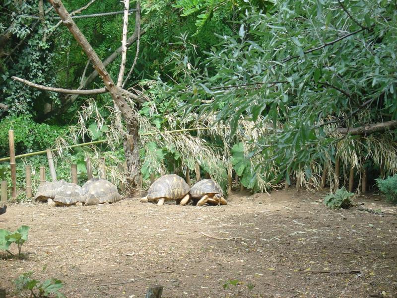 Tortue radiée