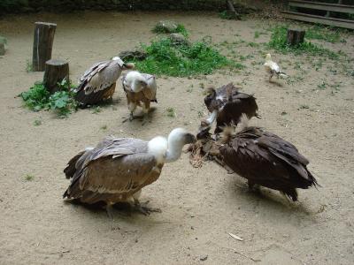 Vautour fauve - 2004