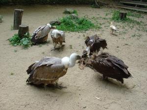 Vautour fauve