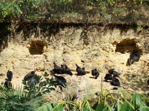 Ibis chauve