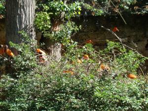 Ibis rouge