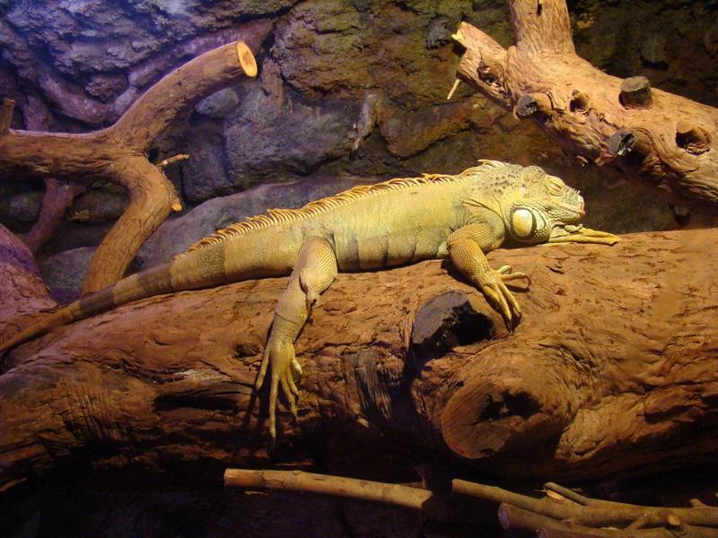 Iguane vert