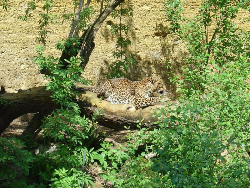 Panthère du Sri-Lanka
