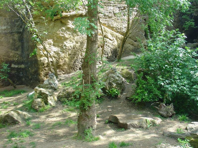 Panthère des neiges