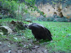 Vautour moine