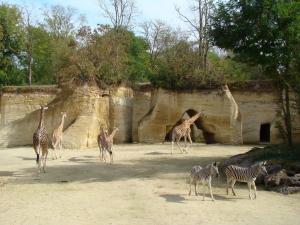 Girafe d'Afrique centrale - Zèbre de Grévy