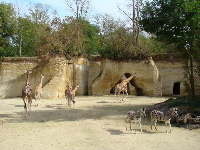 Girafe d'Afrique centrale - Zèbre de Grévy