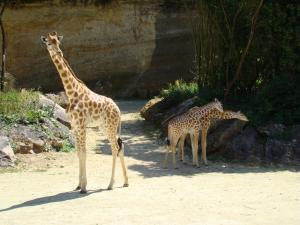 Girafe d'Afrique centrale