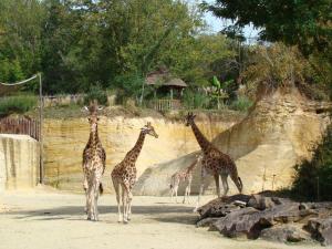 Girafe d'Afrique centrale