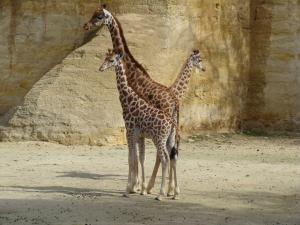 Girafe d'Afrique centrale
