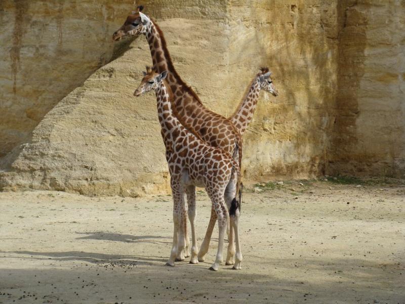 Girafe d'Afrique centrale