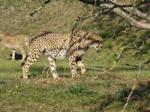 Guépard