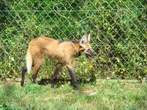 Loup à crinière