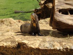 Loutre géante