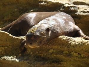 Loutre géante