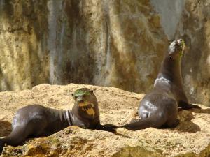 Loutre géante
