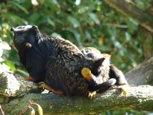 Tamarin à mains rousses