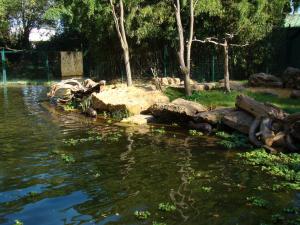 Loutre géante