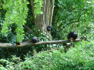 Tamarin à mains rousses