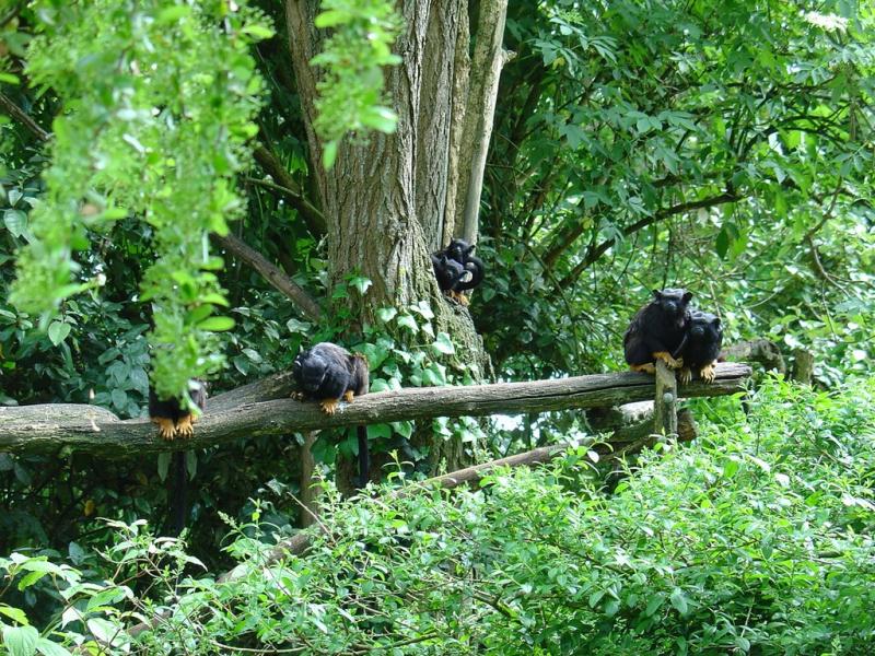 Tamarin à mains rousses