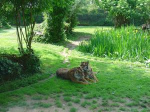 Tigre de Sumatra