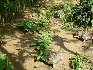 Tortue radiée