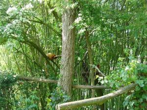Tamarin lion