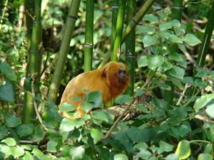Tamarin lion