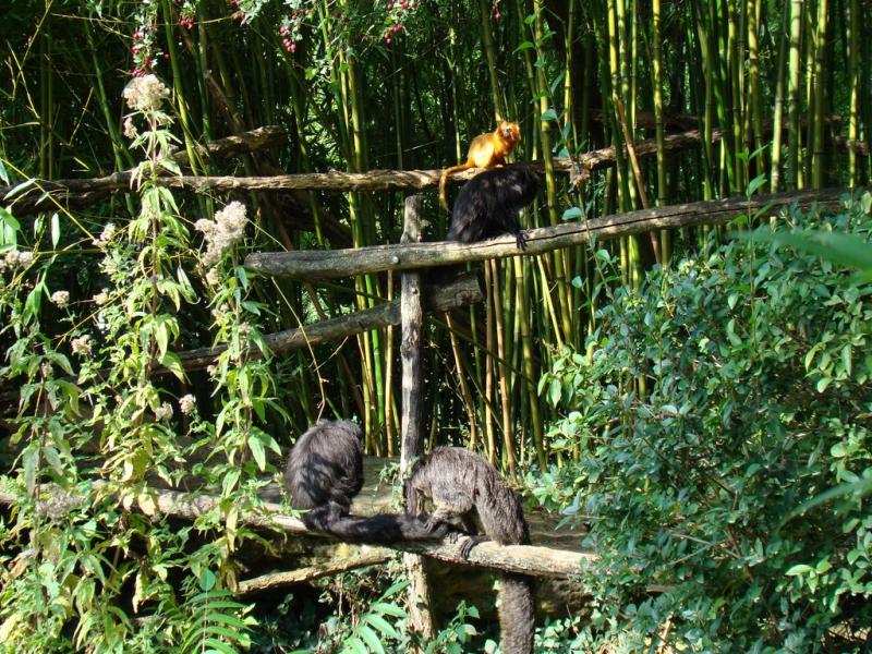 Tamarin lion - Saki à face blanche