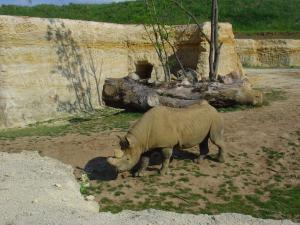 Rhinocéros noir