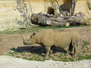 Rhinocéros noir