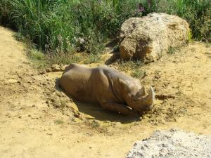 Rhinocéros noir