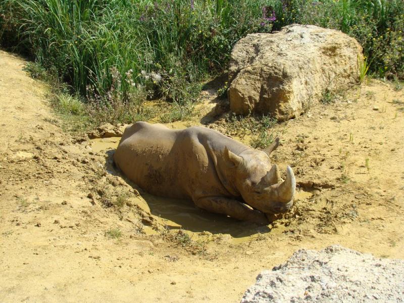 Rhinocéros noir