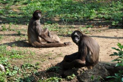 Atèle marimonda - 2011