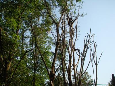 Atèle marimonda - 2011