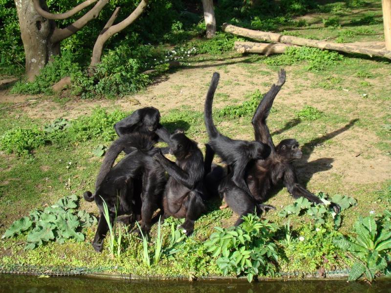 Atèle noir de Colombie