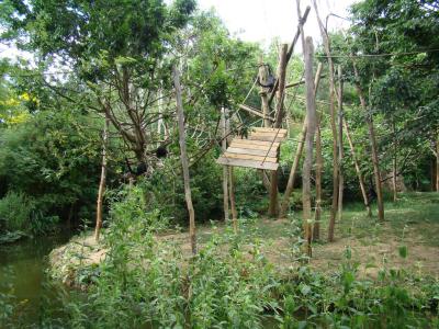 Atèle noir de Colombie - 2011