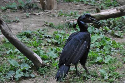 Calao terrestre - 2011