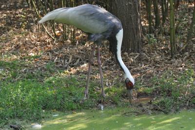 Grue à cou blanc - 2011