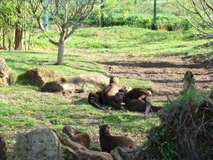 Loutre géante